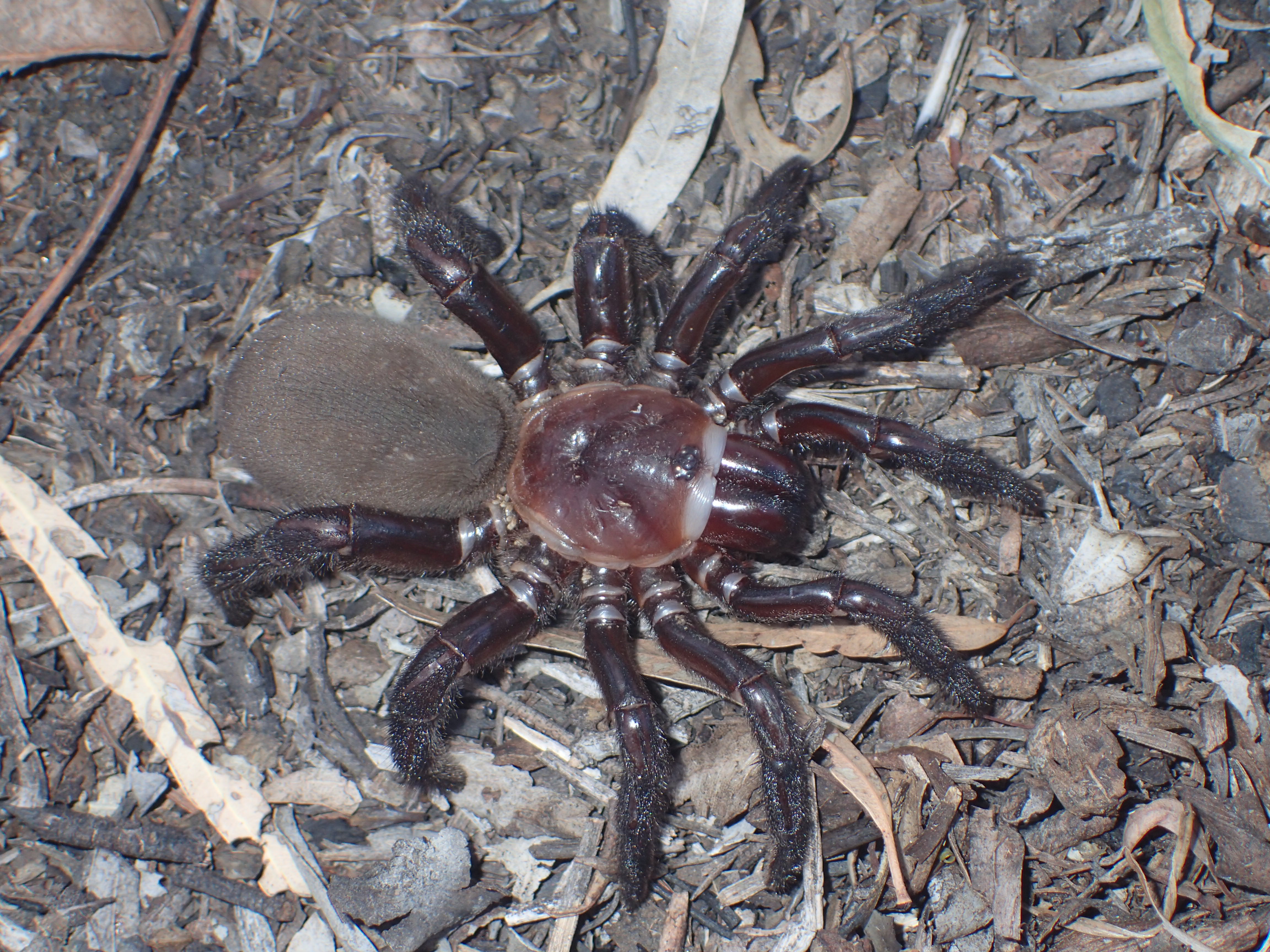 Rare and giant' trapdoor spider species, Euoplos dignitas, discovered in  Brigalow Belt - ABC News